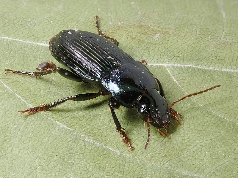 Carabidae: Harpalus anxius ?? No, Harpalus dimidiatus